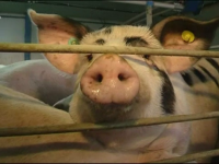Porci din zone afectate de pestă, vânduți ilegal