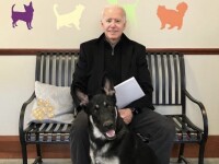 Ciobănescul german al lui Joe Biden, primul câine salvat de la adăpost care ajunge la Casa Albă