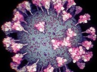 coronavirus microscop