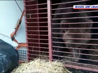 Doi urși au fost aduși la Sanctuarul din Zărnești, după ce au fost chinuiți în Ucraina