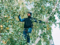 Un student din Siberia urcă în fiecare zi în vârful unui copac pentru a avea semnal, ca să poată participa la cursuri