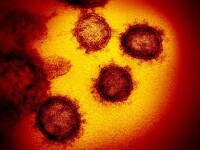 Experții au descoperit activitățile zilnice cu cel mai mare risc de a contracta coronavirusul. Surpriza de pe primul loc
