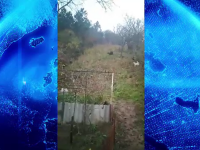 Cetățenii din Târgu Mureș, avertizați prin RO-Alert după ce un urs a fost văzut în oraș