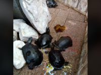 Zeci de țestoase, confiscate de Garda de Mediu din curtea unui restaurant chinezesc din Timișoara