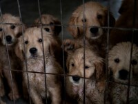 O organizație americană a salvat zeci de câini din China, unde urmau să fie mâncați