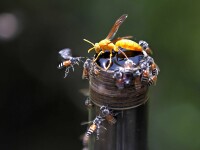 Cum a ajuns o viespe să amenințe siguranța avioanelor din Australia
