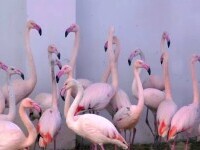 Premieră la Grădina Zoologică din Târgu Mureș. Vizitatorii au ocazia să admire zeci de păsări flamingo