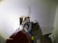 Surpriză uriașă în Târgu Mureș. O familie a găsit o pisică în peretele casei