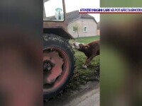 Imagini revoltătoare, în Timiș: O vacă a fost legată şi târâtă de un tractor. Cum au reacționat vecinii