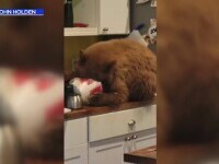 Un bărbat și-a găsit casa ocupată de o familie de urși. Unul degusta comanda de la fast food