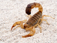 Ploile fără precedent au provocat atacurile scorpionilor din Egipt. Care este explicația