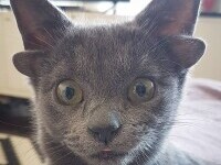 O pisică cu patru urechi a devenit o adevărată senzație pe Internet. GALERIE FOTO și VIDEO
