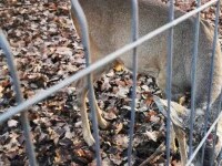 Un turist este acuzat că a rupt cornul unui căprior de la Zoo Hunedoara pentru a-l păstra ca trofeu