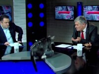 O dezbatere politică a fost întreruptă de o pisică. Cum s-a descurcat felina în fața camerelor de filmat