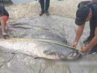 Un pescar din Galați a prins un somn uriaș. Ce a făcut cu ”monstrul”