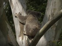 Specialiștii avertizează: Urșii koala ar putea dispărea din mai multe zone ale Australiei