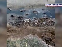 O tonă de resturi de animale au fost descoperite în albia râului Cotmeana. Poluare masivă, posibil de la un abator din zonă