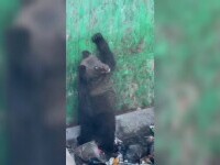Doi pui de urs au rămas blocați într-un container menajer, în timp ce căutau hrană. Cum au fost eliberați