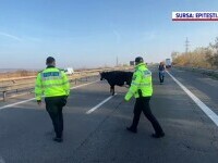 vaca autostrada