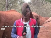 elefant reporter