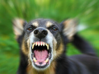 Bătrână din Vaslui, „ruptă” efectiv de câinele lup din gospodărie. Animalul trebuia să o apere de hoți