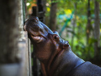 hipopotami pablo escobar