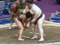 sumo