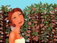 (P) Te-ai întrebat vreodată de unde vine cafeaua ta? O regiune din Brazilia oferă lumii una dintre cele mai bune cafele