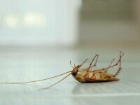 (P) Gândacii de bucătărie nu au nicio șansă: Servicii profesionale de dezinsecție pentru o casă sigură