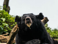 Japonia a trimis armata să se lupte cu urșii. 12 persoane au fost ucise din aprilie, în peste 100 de atacuri