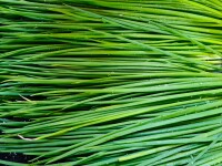 chives