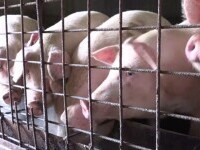 Porcul de Crăciun, mai scump și mai greu de găsit din cauza pestei porcine. Prețul pe un kilogram începe de la 22 de lei