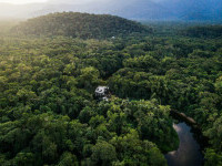 Pădurea amazoniană