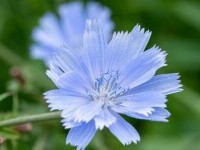 Cicoare – beneficii și proprietăți. Cum să folosești acest remediu natural pentru o viață mai sănătoasă