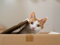 O femeie din Germania şi-a trimis din greşeală pisica într-un colet. Cum a ajuns în cutie