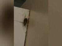 Gândaci filmați de pacienți într-un salon al spitalului din Slatina. Ce a descoperit DSP în urma unor verificări