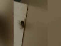 gandaci spital slatina