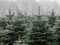 Romsilva scoate la vânzare peste 16.000 de brazi de Crăciun. Care sunt prețurile