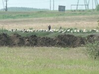 Ce a făcut bătrânul de 79 de ani imediat după ce și-a ucis colegul cioban. Unde l-au prins polițiștii