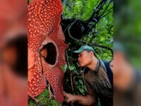 floare cadavru indonezia