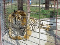 tigru zoo