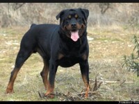 Caini din rasa Rottweiler