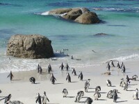 Peste 50 de pinguini esuati au fost salvati de autoritatile braziliene