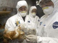 Virusul gripei aviare s-a intors in Europa