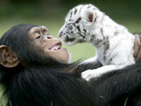 Un cimpanzeu este mama adoptiva a doi pui de tigru!
