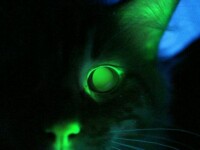 Pisica verde