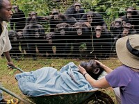 Cimpanzeii, capabili sa 