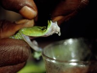 sarpele mamba