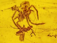 paianjen si viespe in rasina fosilizata, chihlimbar