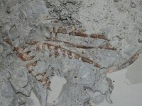 fosile mosasaur